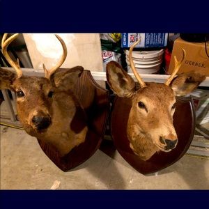 2 STUFFED BUCKS ONE OLDER THEN OTHER , payed 100s